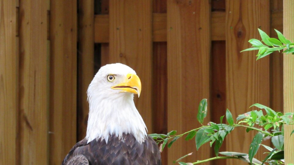 Raptor animal nature photo