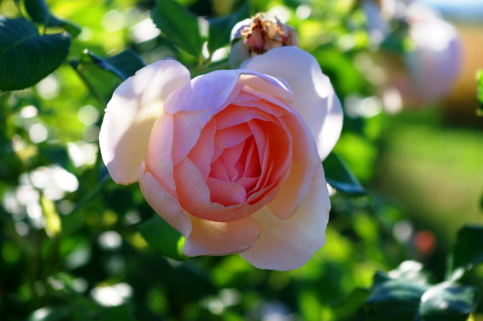 Mother's day flower garden