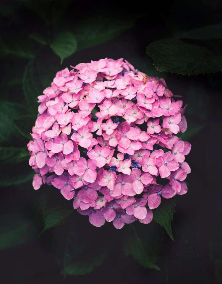 Purple hydrangeas flower plant