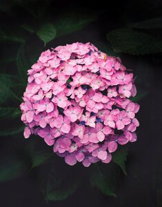 Purple hydrangeas flower plant photo