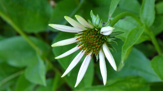 White awakening popping up