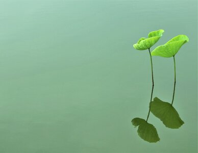 Hanoi vietnam green photo