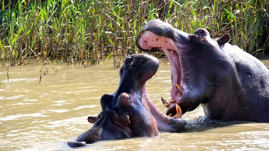 Play wild animal world