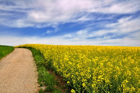 Blossom bloom field of rapeseeds
