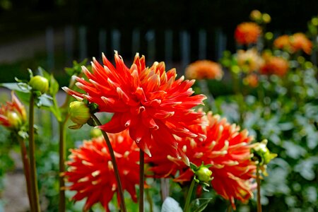 Bloom plant bud