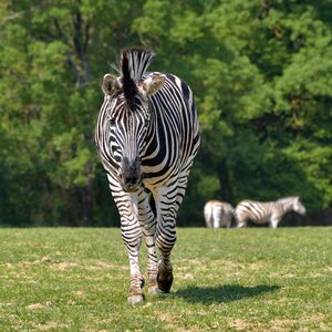 Stripe animal green