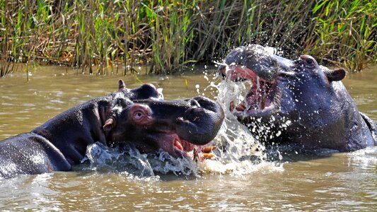 Play wild animal world