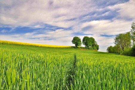 Cornfield field of rapeseeds spring photo