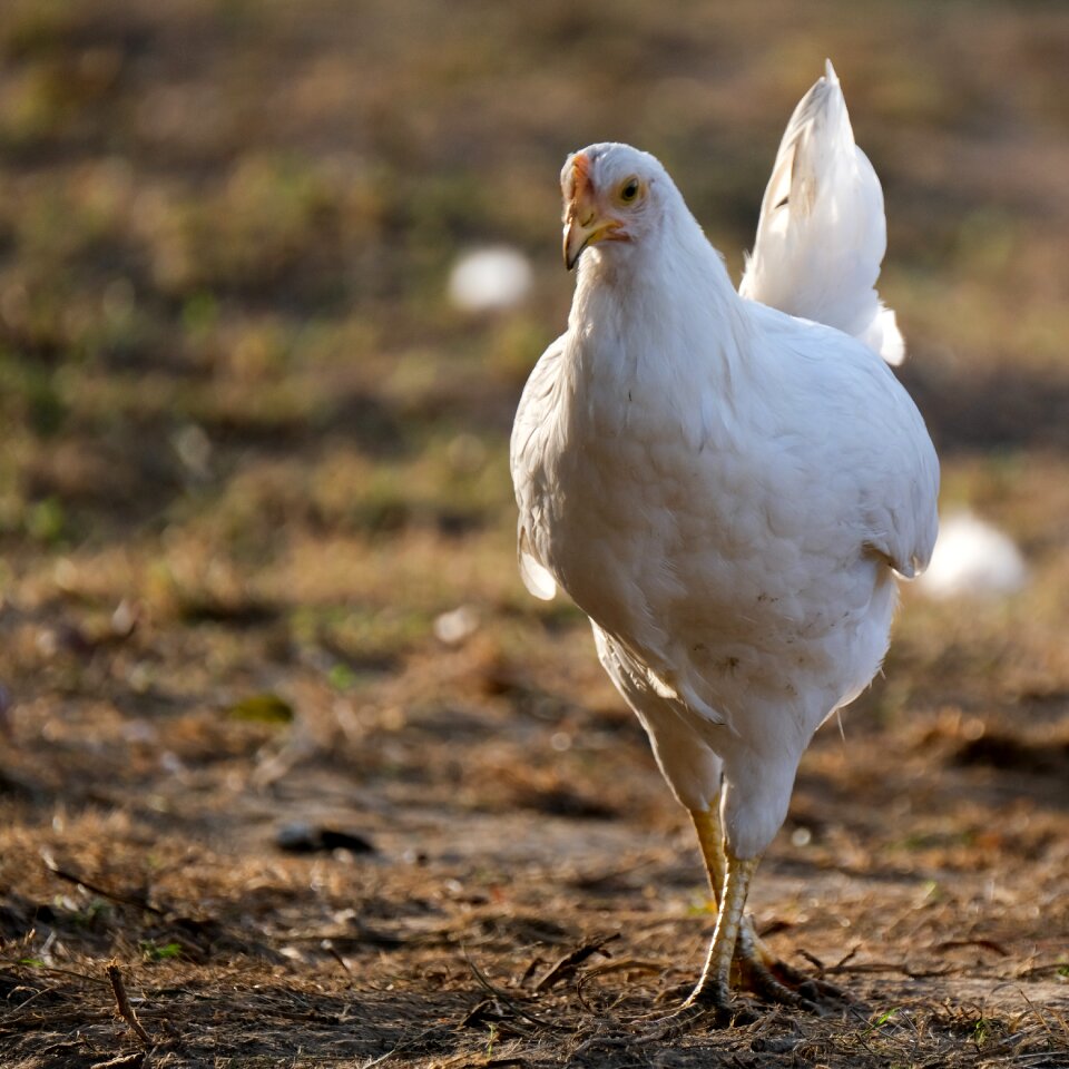 Free range farm white