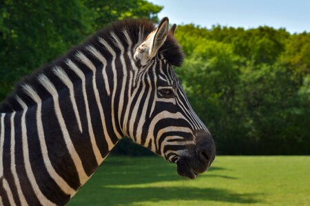 Equine stripe animal
