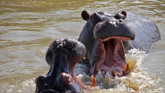Play wild animal world