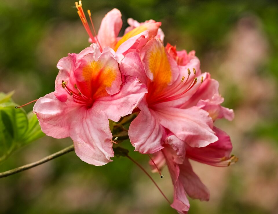Flower spring flowers