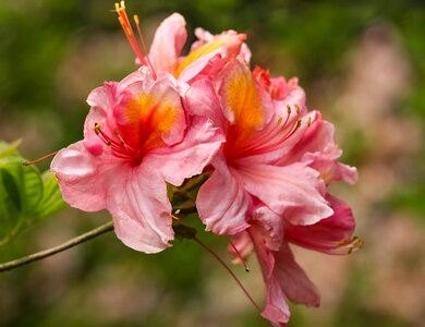 Flower spring flowers