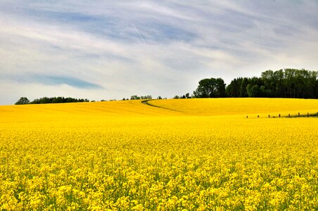 Field of rapeseeds blooming rape field spring