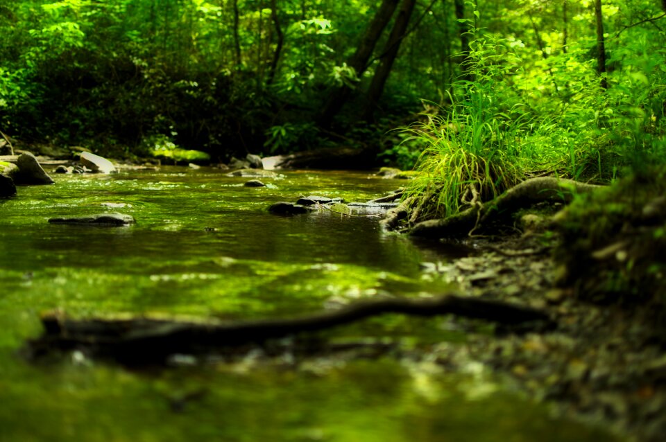 Green landscape nature