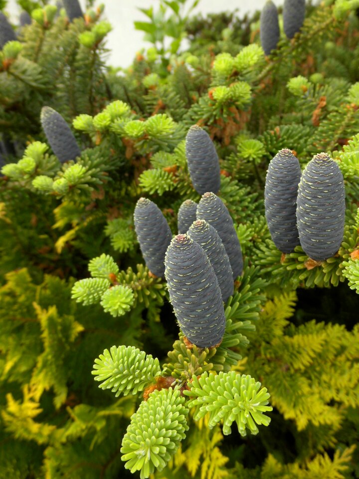 Abies koreana seeds multiplication