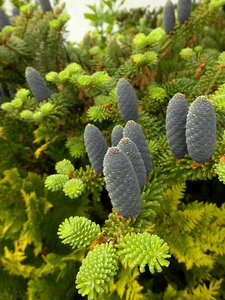 Abies koreana seeds multiplication photo