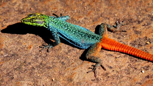 Animal nature animal world