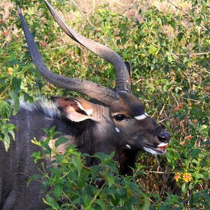 Enjoy nature horns photo