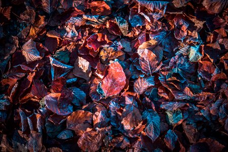 Leaves autumn frost photo