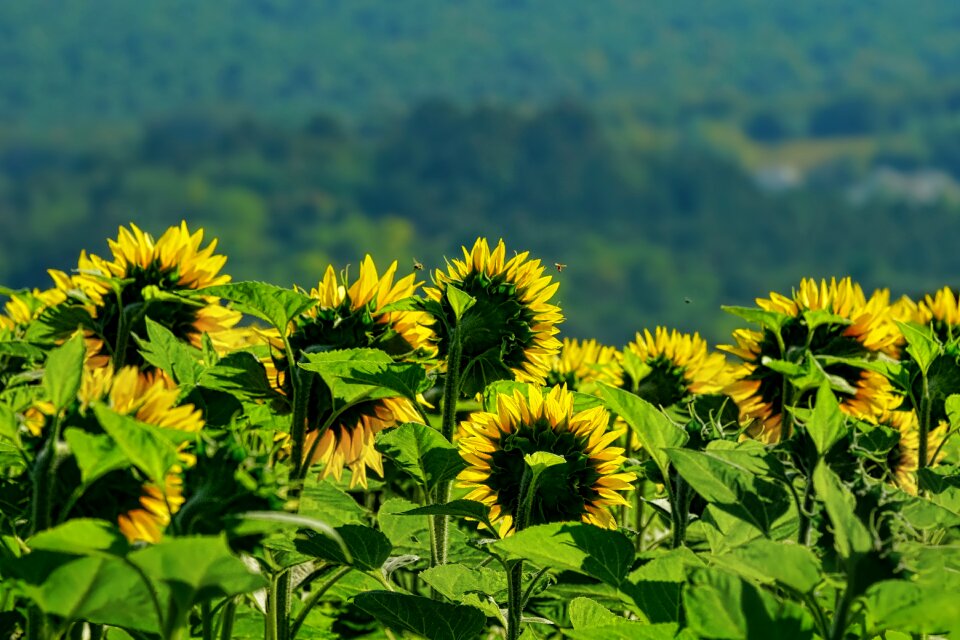 Summer plant flowers