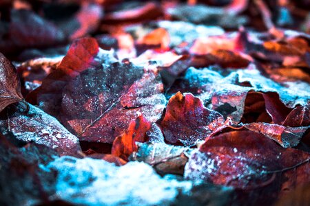 Leaves autumn frost photo
