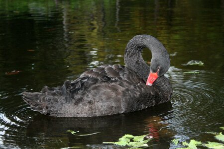 Black swan nature
