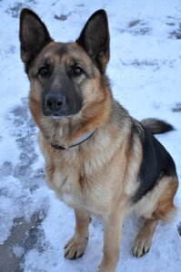 Training snow winter photo