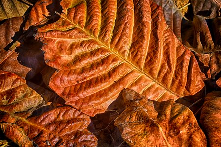 Dry leaves nature photo