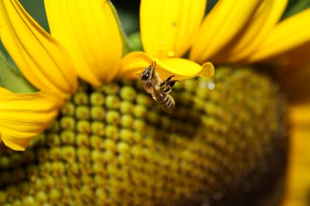 Bee summer yellow