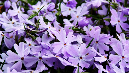 Garden plant spring