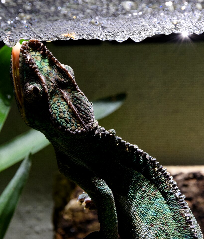 Head close up tropical photo