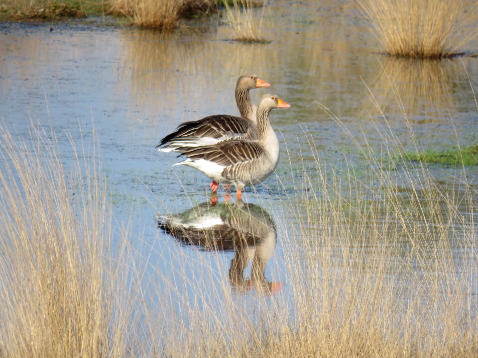 Birds nature water