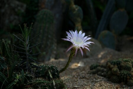 Nature desert dry