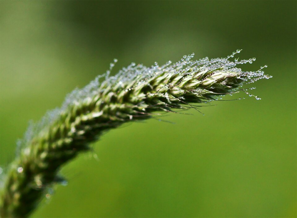 Nature plant field