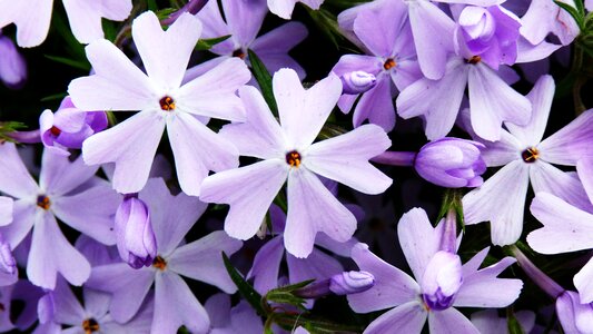 Garden plant spring