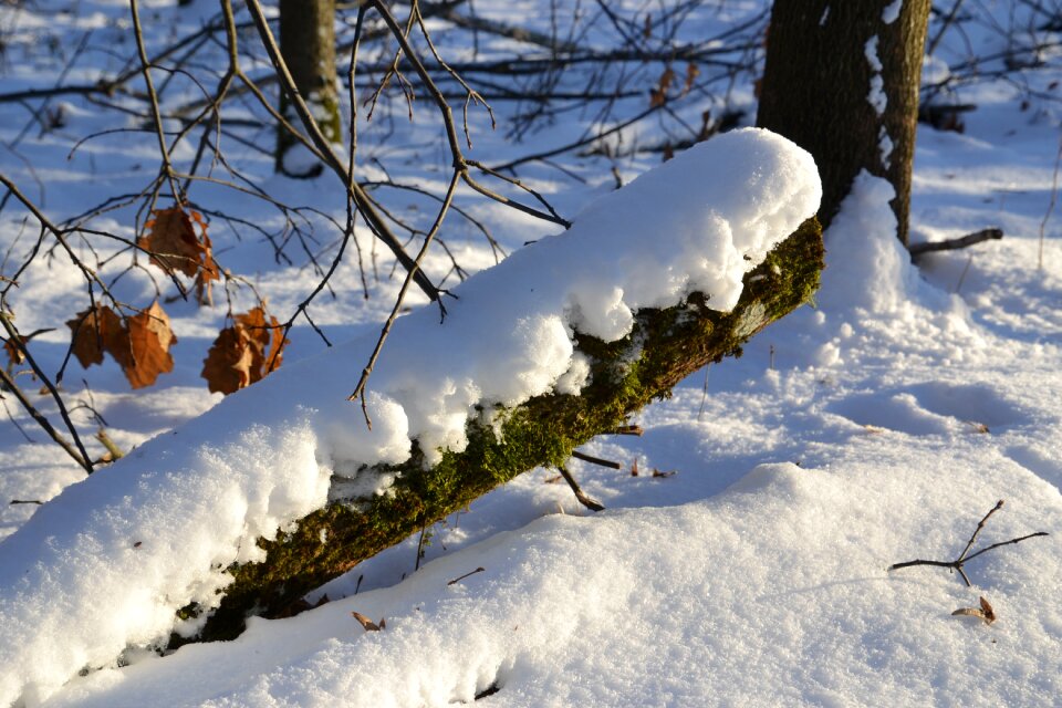 Nature cold snow landscape
