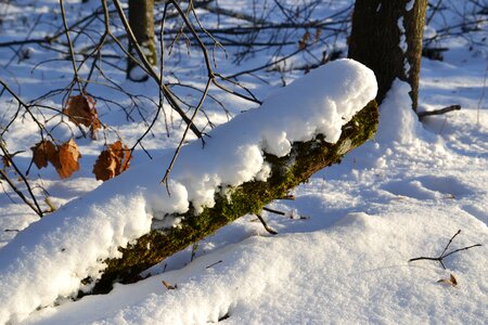 Nature cold snow landscape photo