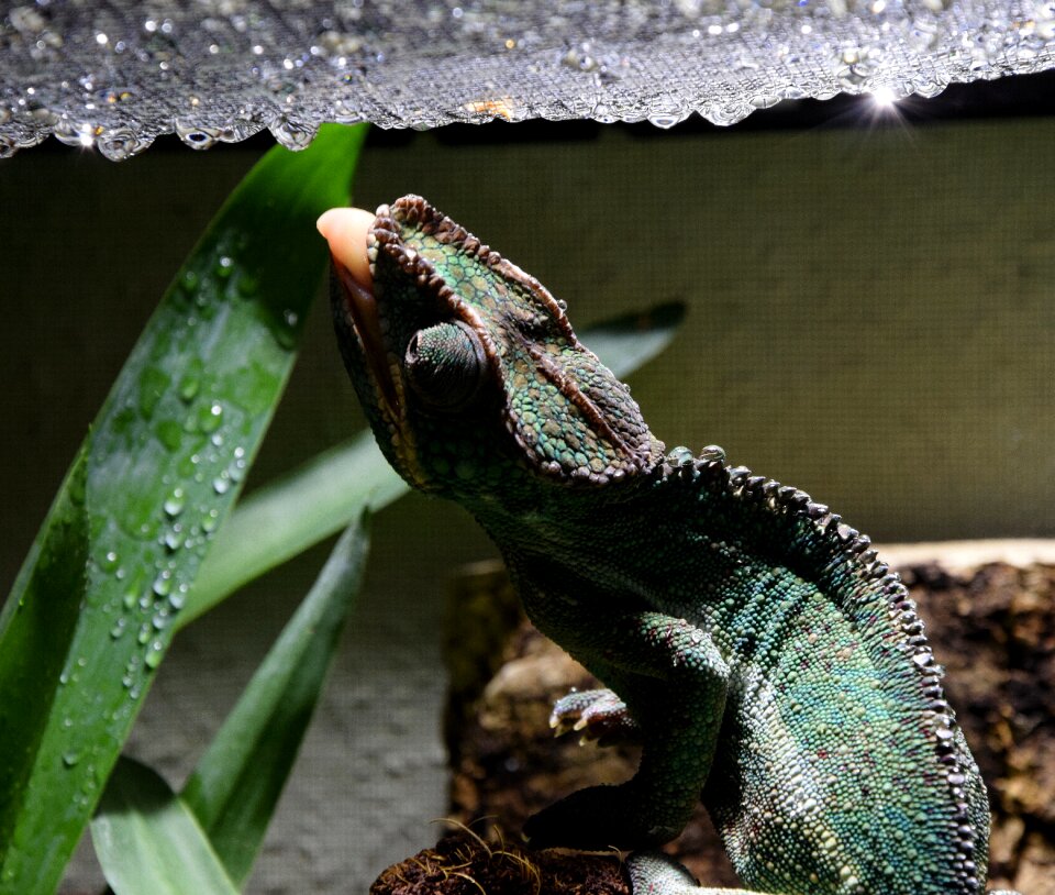 Head close up tropical