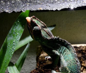 Head close up tropical photo