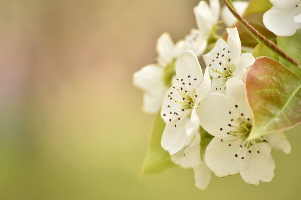 Cherry blossom flowering spring