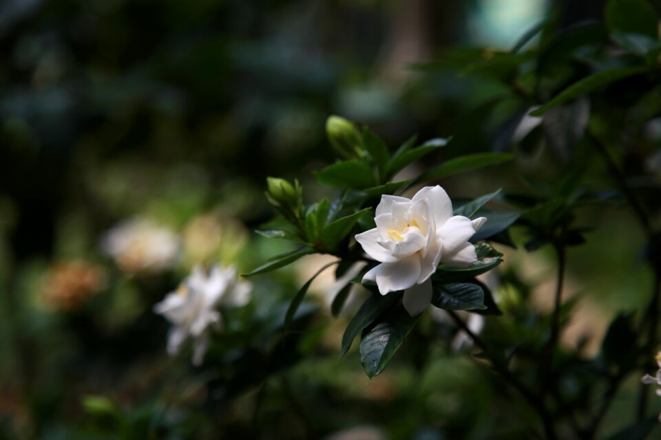 Fragrant petal flowers
