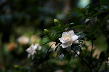 Fragrant petal flowers