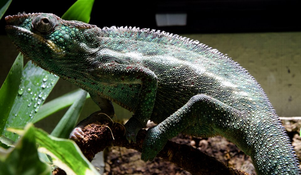 Close up tropical terrarium animals
