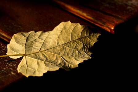 Fall foliage leaves colorful photo