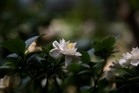 Plants fragrant petal