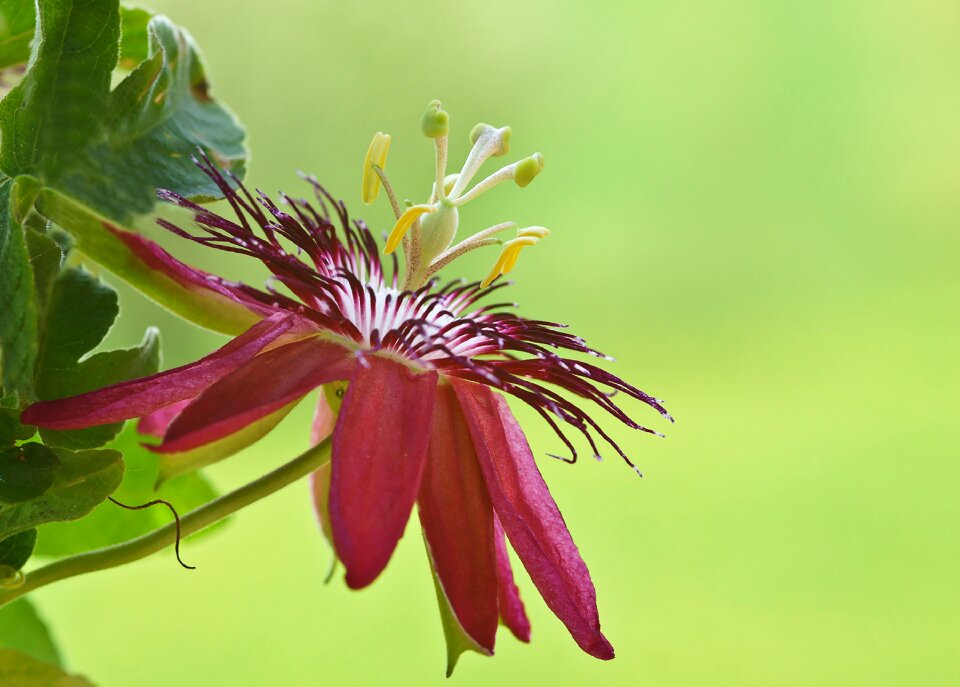 Blossom bloom plant