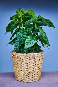 In pots flowers foliage plant photo