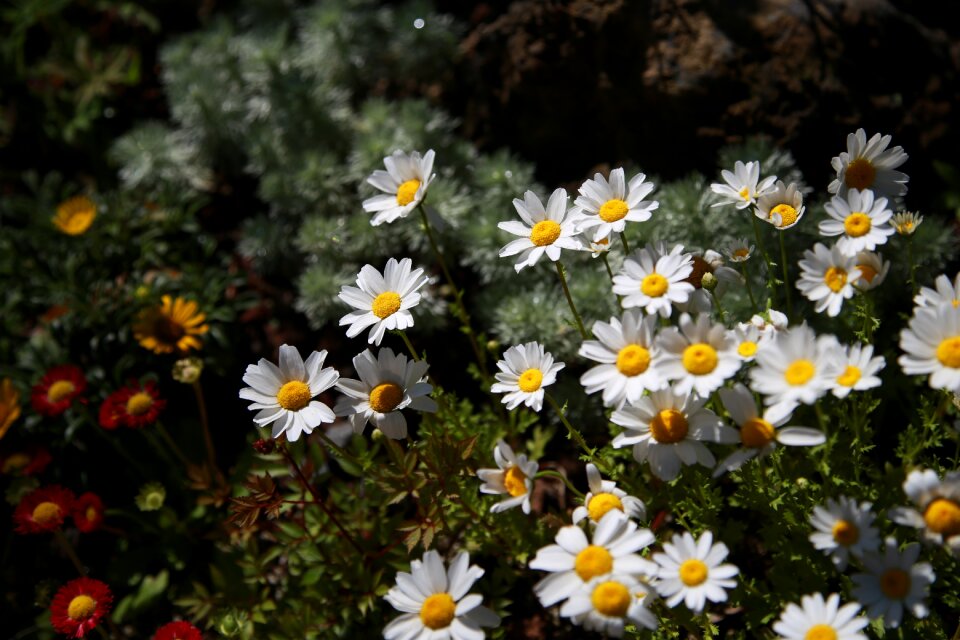 Flowers plants nature
