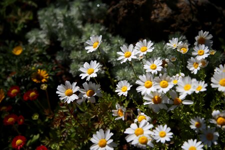 Flowers plants nature